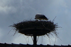 f0059671_23464315.jpg