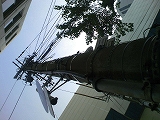 e0081772_115287.jpg