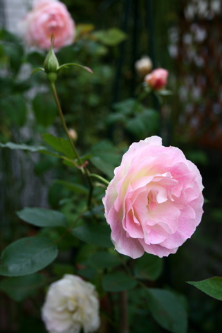 d0000274_133919100.jpg