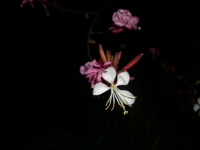 f0137275_651419.jpg