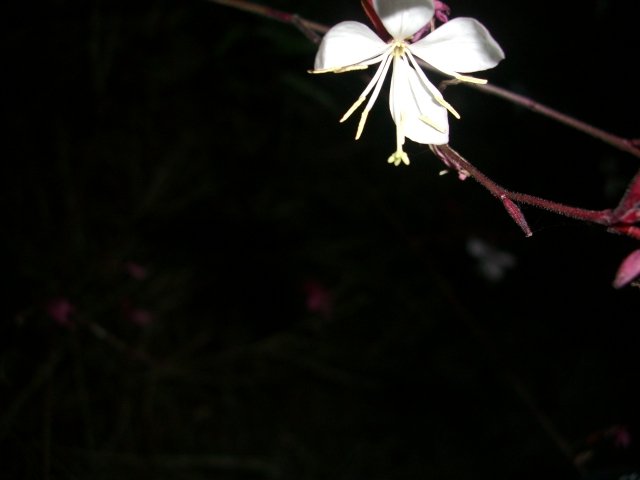 f0137275_653953.jpg