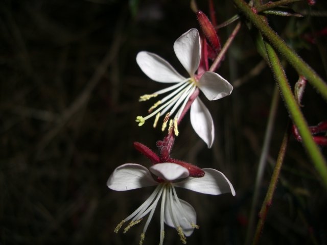 f0137275_663367.jpg