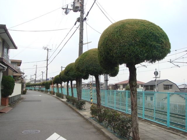 e0111793_1742619.jpg
