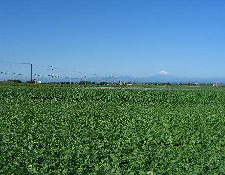 e0077899_823118.jpg