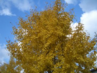 b0061107_20562975.jpg