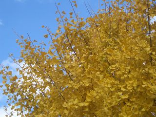 b0061107_20564156.jpg