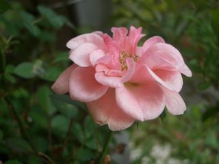 b0061107_9495548.jpg