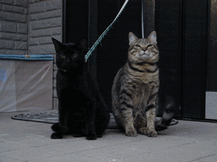 c0136736_2256866.gif