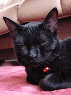 c0136736_22575387.gif