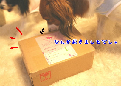 d0013149_2348265.jpg