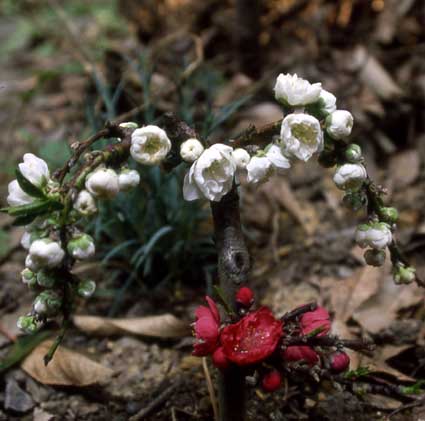 b0057679_8485574.jpg
