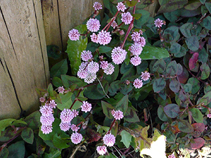 e0099905_21265718.jpg