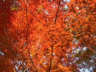 b0061107_22324730.jpg