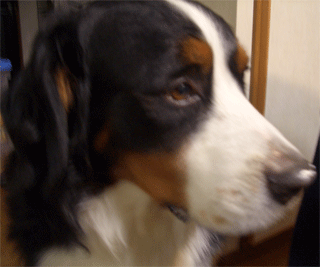 c0143711_21212857.gif