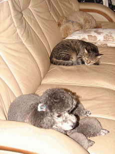 c0136736_22392820.gif