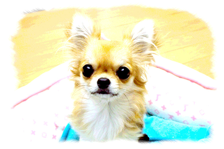 c0026870_18491678.jpg