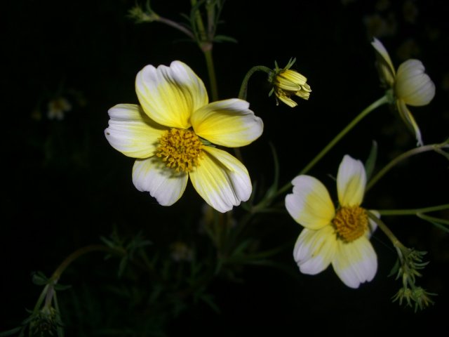 f0137275_4582325.jpg