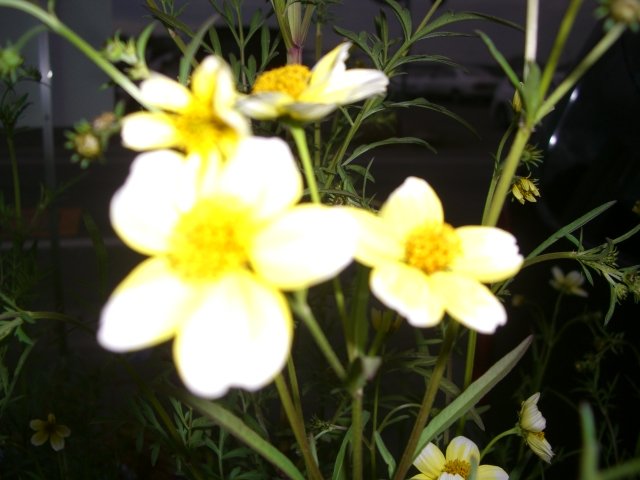 f0137275_511652.jpg