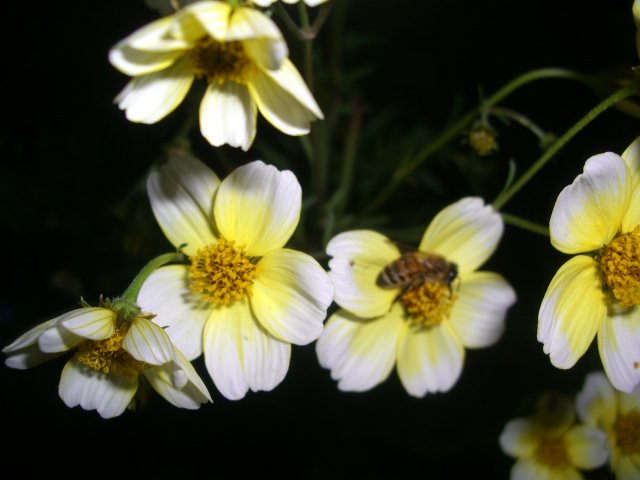 f0137275_515549.jpg