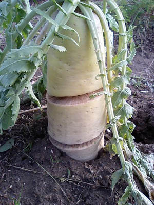 c0145183_11514589.jpg