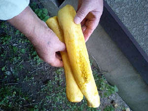 c0145183_13443139.jpg