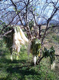 c0145183_315648.jpg