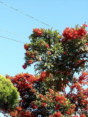 c0076204_234215100.jpg