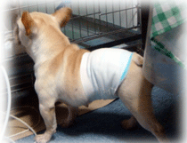 b0078030_22174174.gif