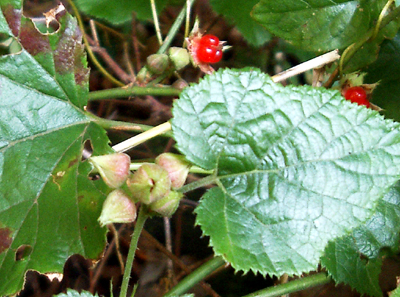 a0101536_13124337.jpg