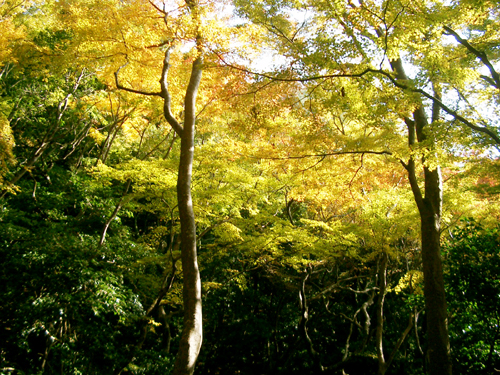 a0101536_1314348.jpg