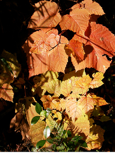 a0101536_1345257.jpg