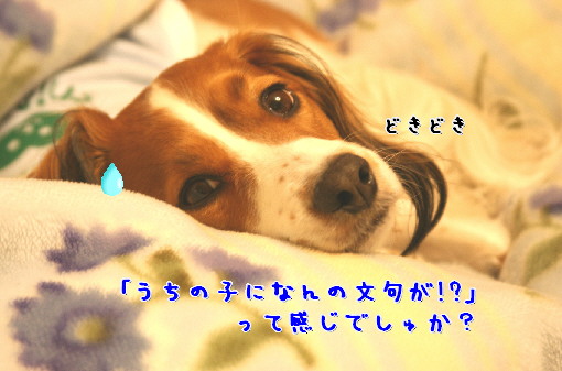 d0013149_0354319.jpg