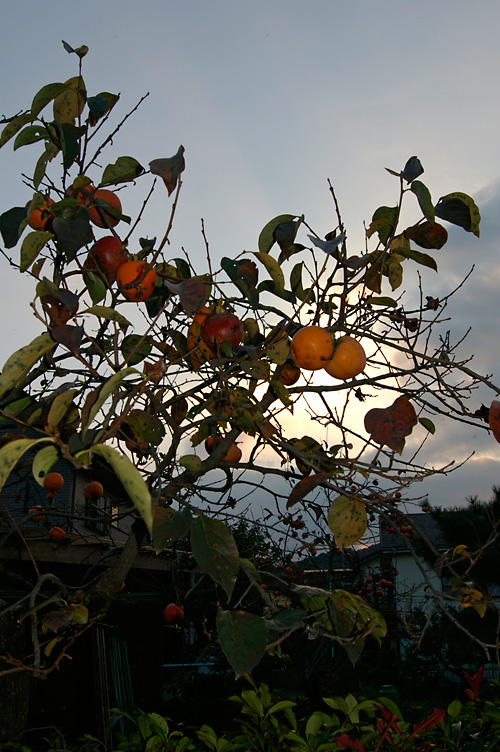 d0100156_21382995.jpg