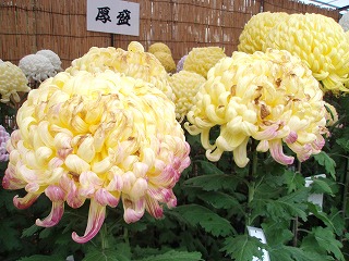 c0105785_952644.jpg