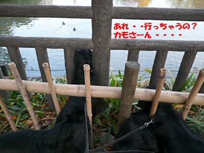 c0050400_20523556.jpg
