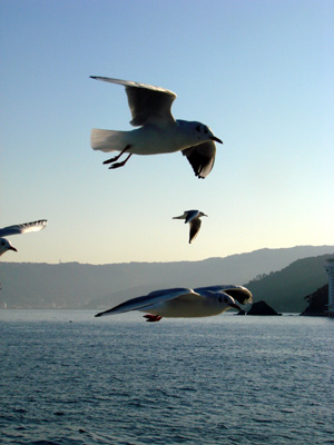 f0080105_1552402.jpg