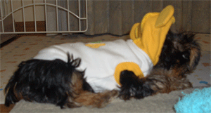 c0143711_21554476.gif