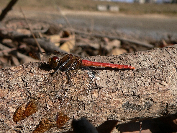 e0002314_16433011.jpg