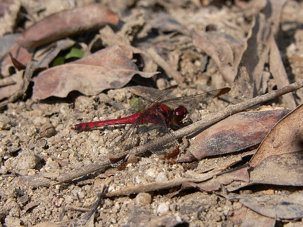 e0002314_16434529.jpg