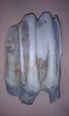 c0120316_3434641.jpg