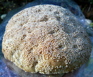 f0000425_1928414.jpg