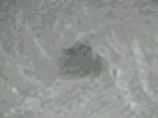 c0001339_7282347.gif