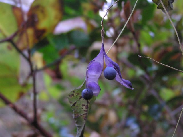 c0042869_19584868.jpg