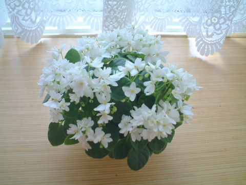 f0135269_7154460.jpg