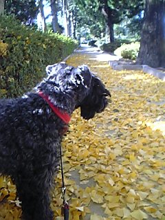 c0037701_21425953.jpg