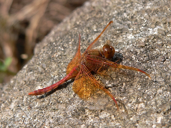 e0002314_15571716.jpg