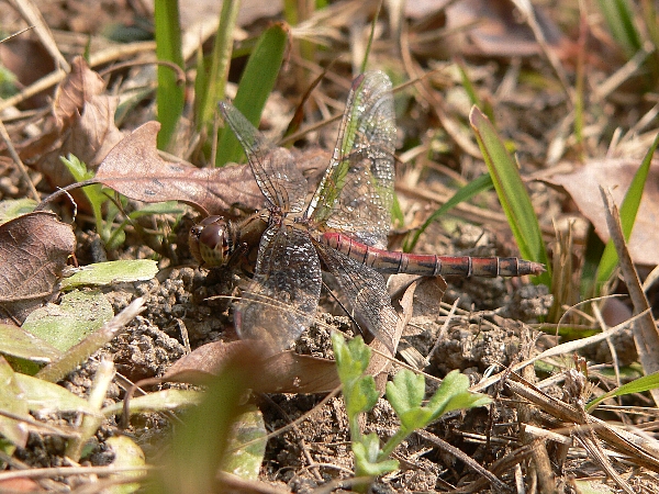 e0002314_15574435.jpg