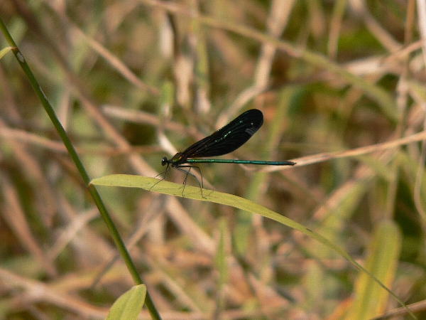e0002314_16749100.jpg