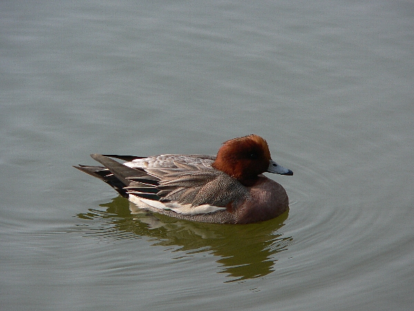 e0002314_1693187.jpg