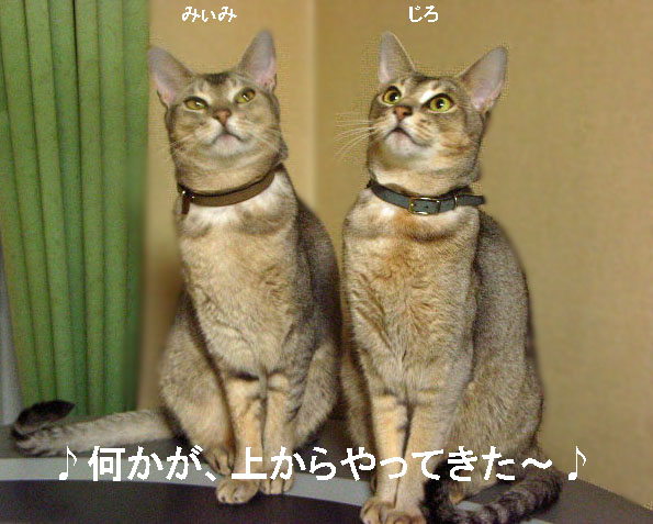 d0081025_20111996.jpg
